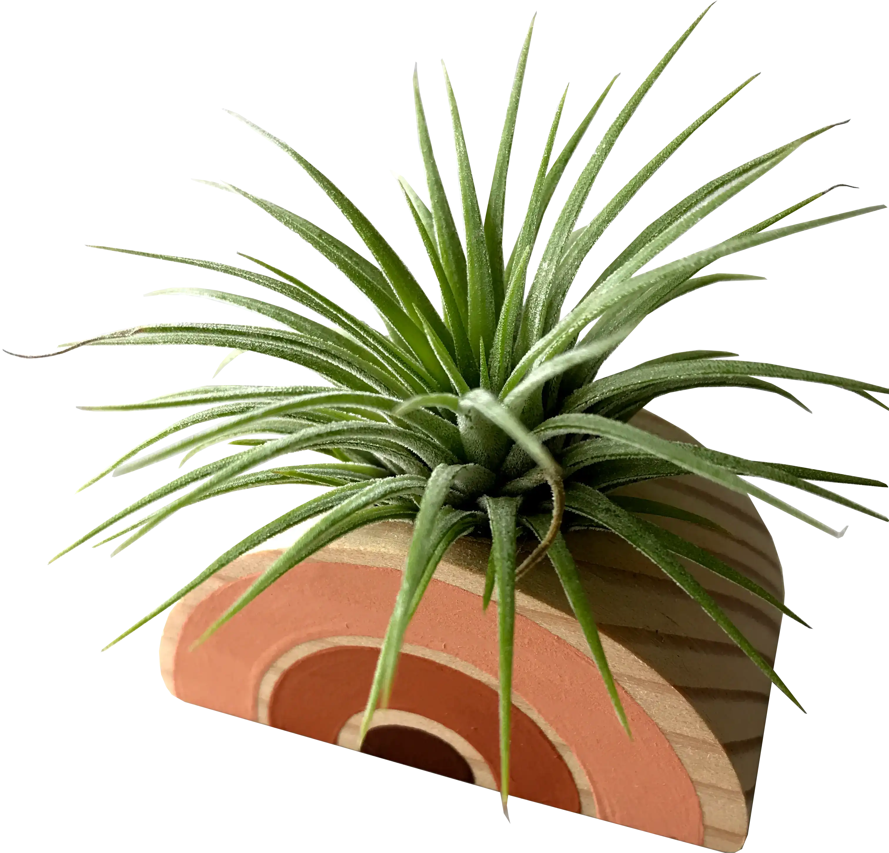 Air Plant